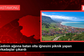 Kedinin ağzına batan olta iğnesini piknik yapan arkadaşlar çıkardı