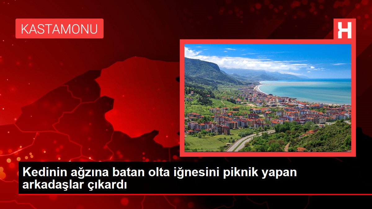 Kedinin ağzına batan olta iğnesini piknik yapan arkadaşlar çıkardı