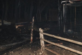 Kastamonu'daki ahır yangınında lama, midilli ve tavus kuşu öldü