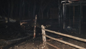 Kastamonu'daki ahır yangınında lama, midilli ve tavus kuşu öldü
