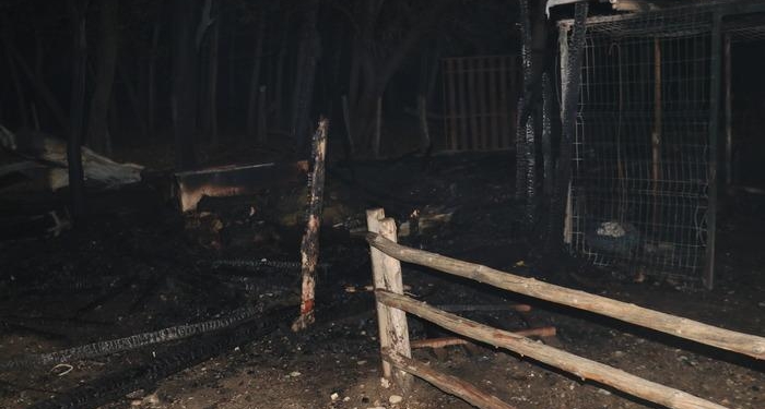 Kastamonu’daki ahır yangınında lama, midilli ve tavus kuşu öldü