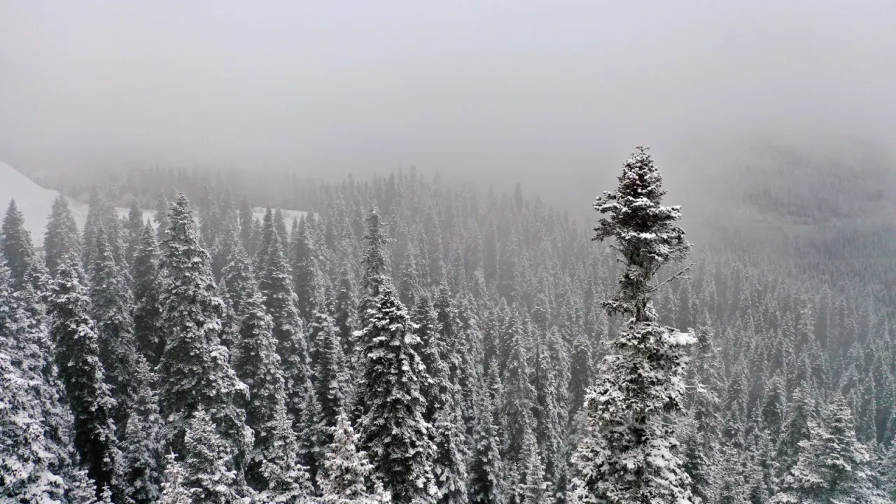 Kar ve sis: Ilgaz Dağı'nda görsel şölen