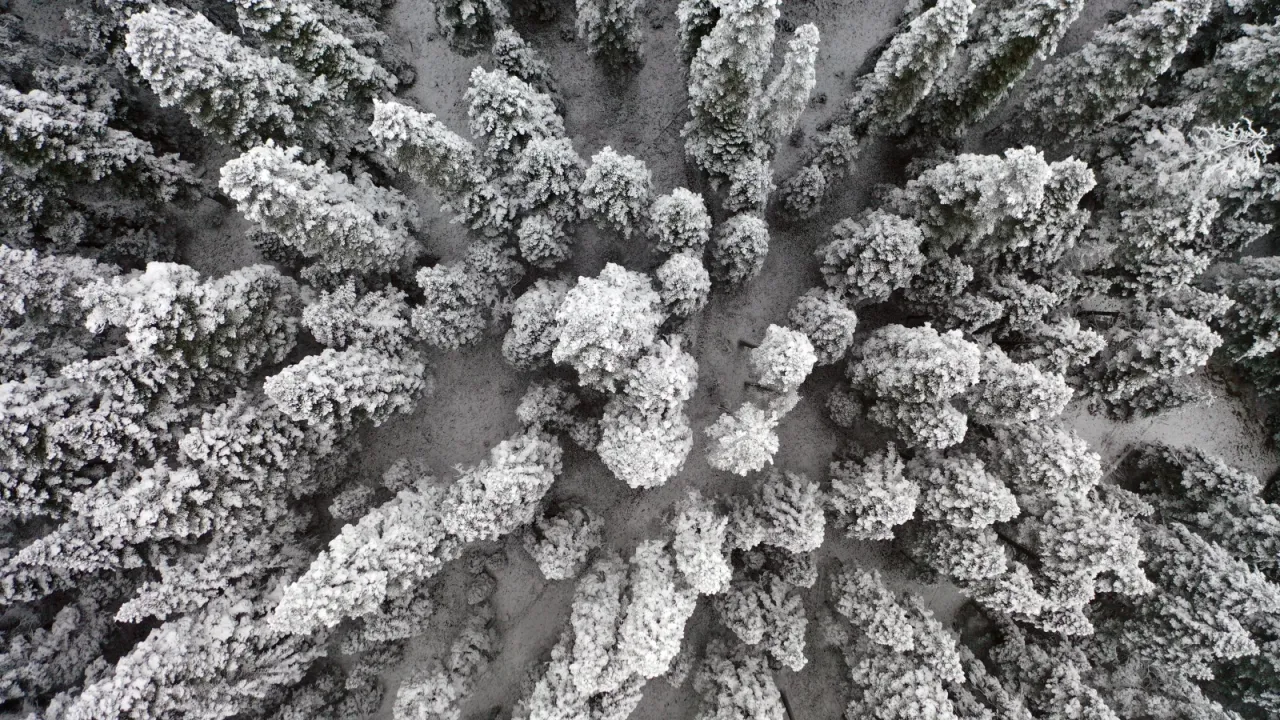 Kar ve sis: Ilgaz Dağı'nda görsel şölen
