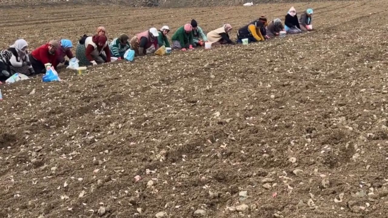 İl Başkanı Sevgilioğlu sarımsak tarlasında