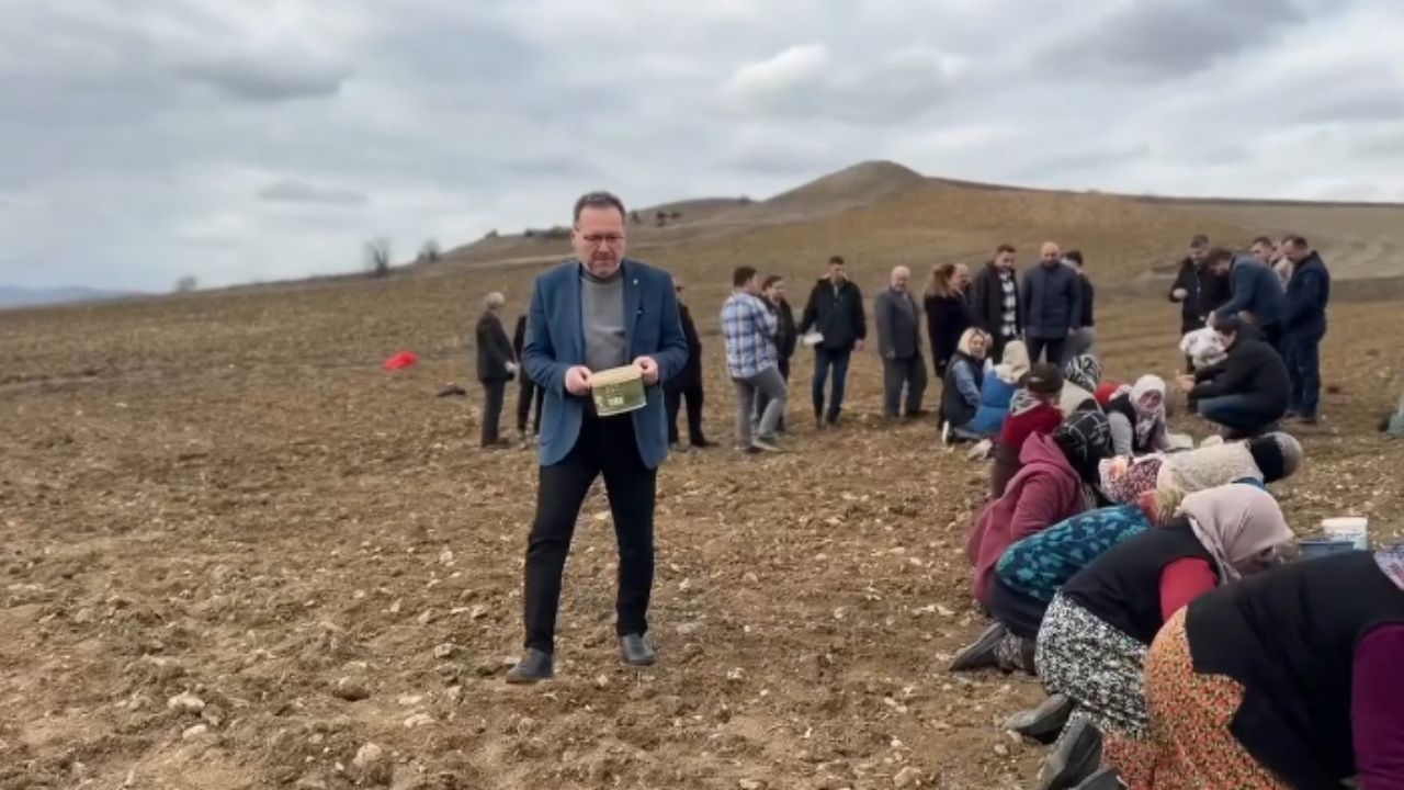 İl Başkanı Sevgilioğlu sarımsak tarlasında