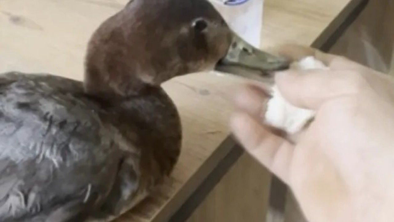 Kurşunlanan ördeğe sahip çıktı