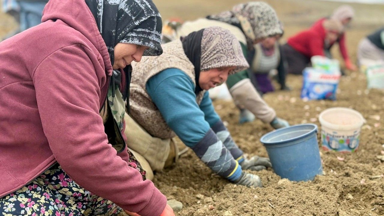 Milletvekili Ekmekci, emekçi kadınlarla tarlada